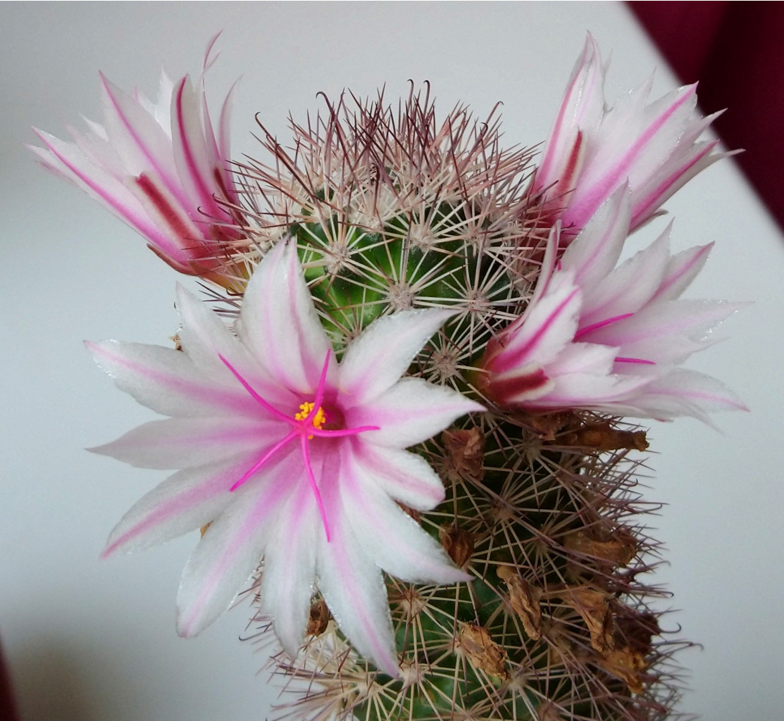 Mammillaria fraileana