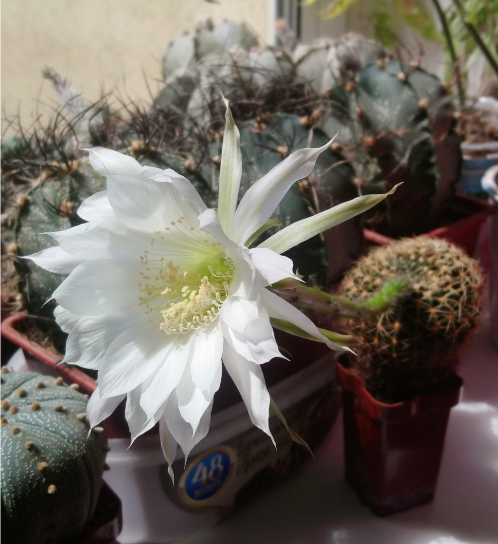 Echinopsis sp. VG-763