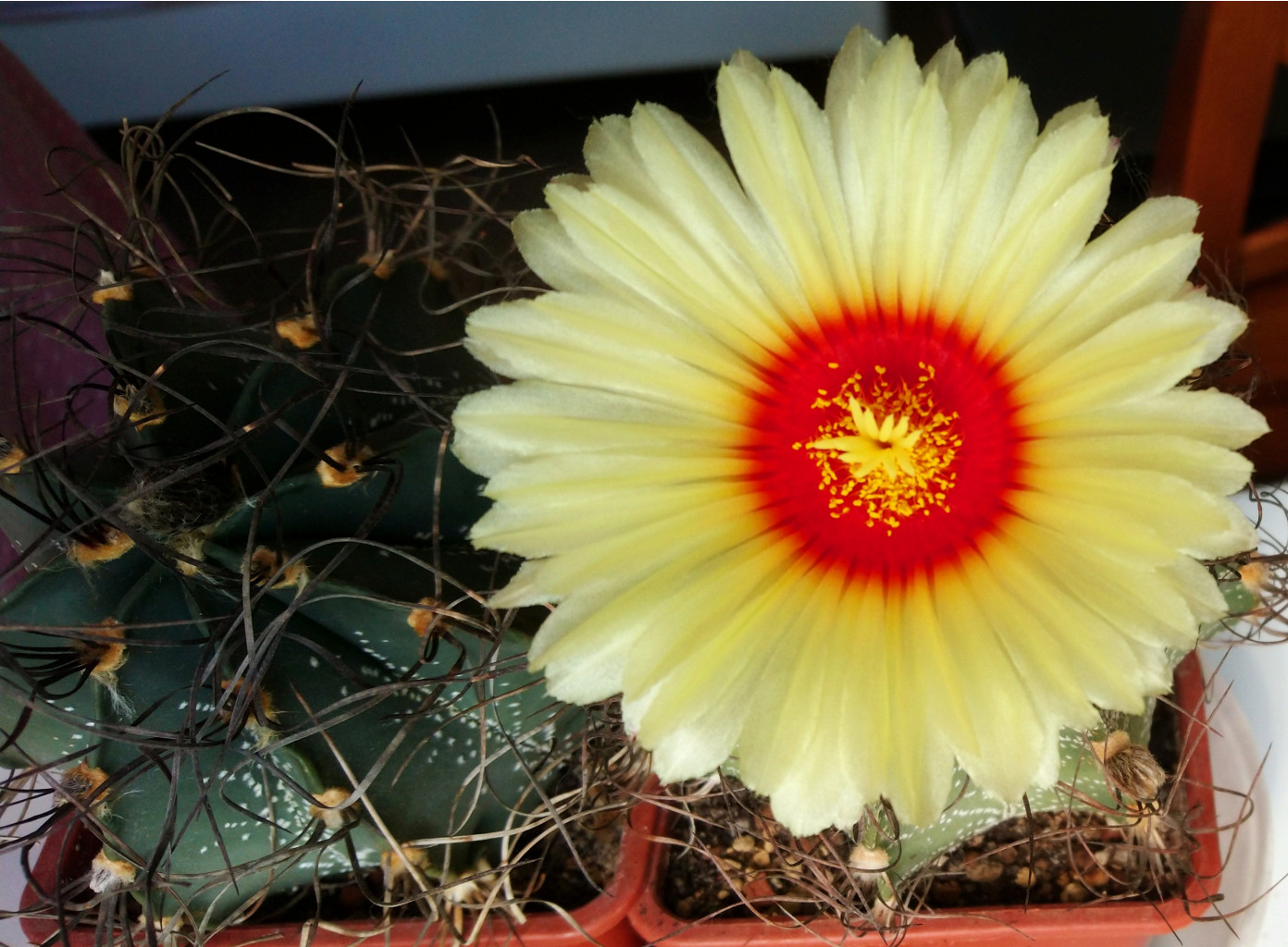 Astrophytum capricorne