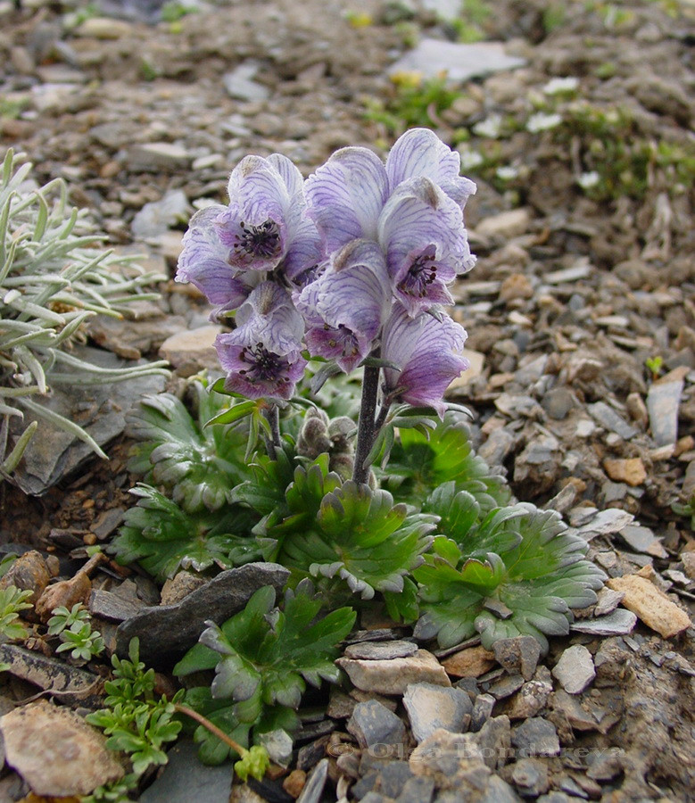 Aconitum rotundifolium.jpg