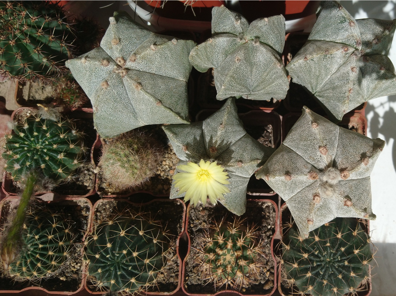 ԣ Astrophytum myriostigma