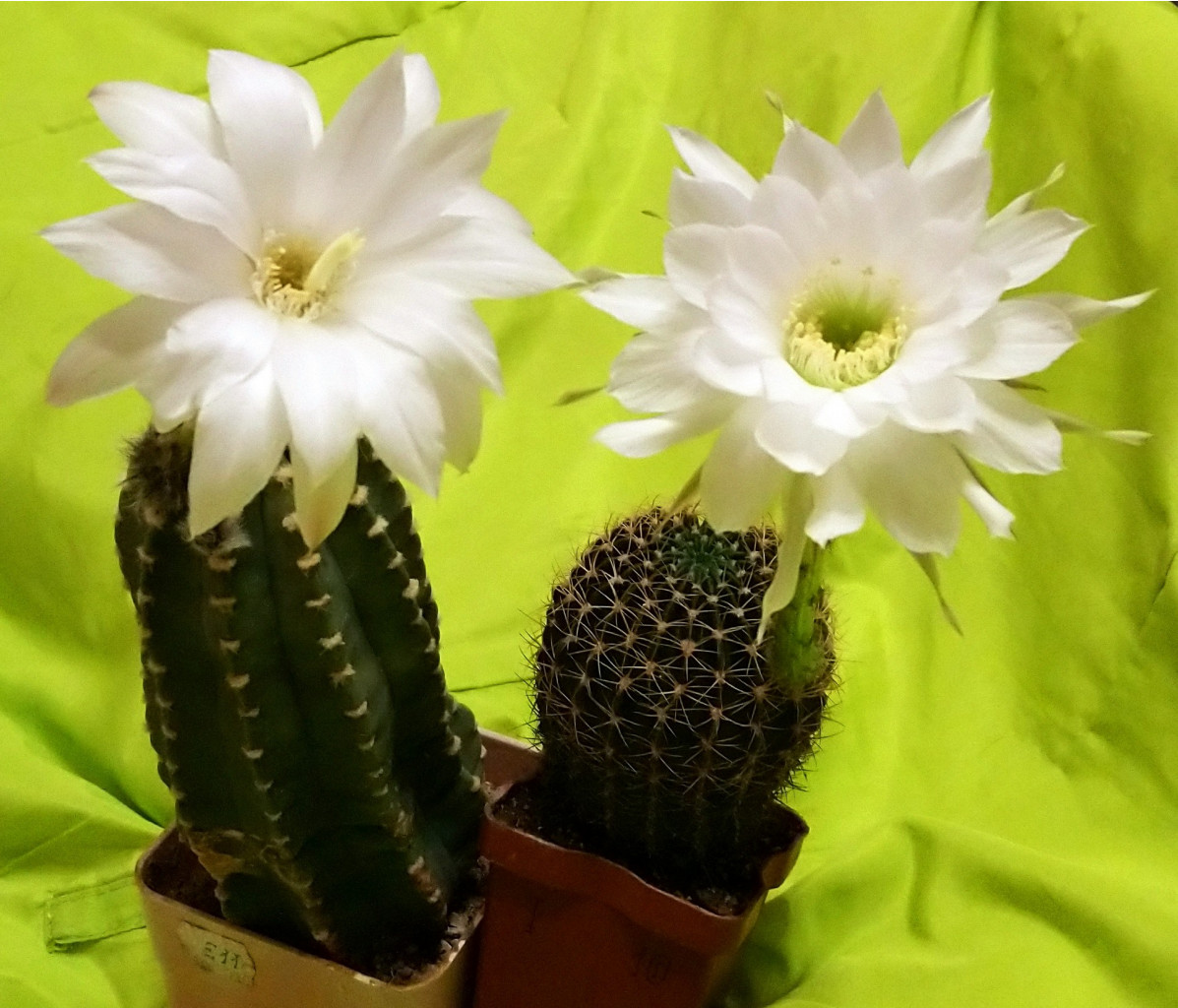 Echinopsis subdenudata and Echinopsis sp. VG-763