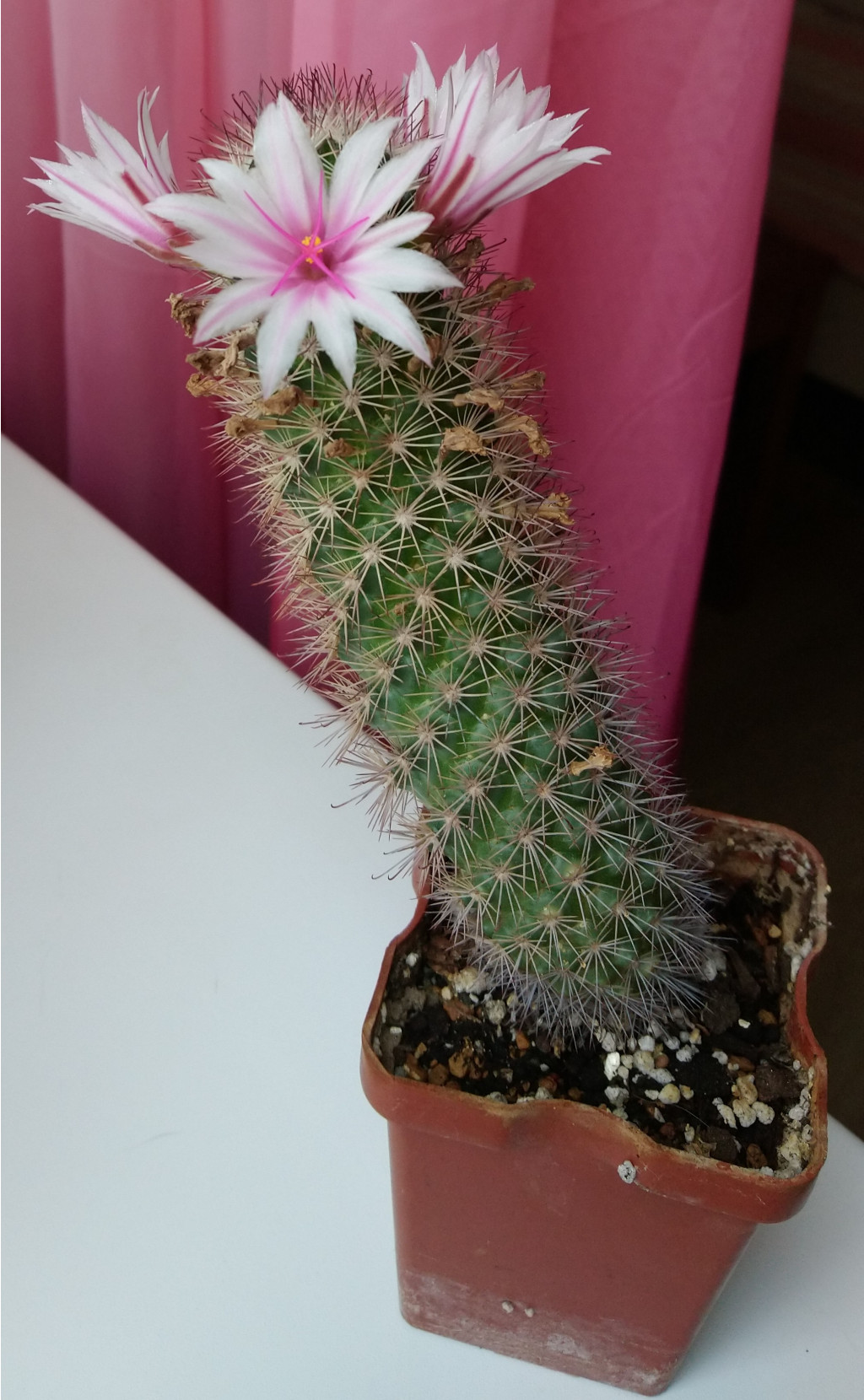 Mammillaria fraileana