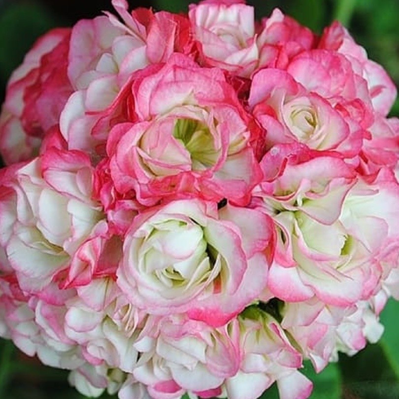 Apple Blossom Rosebud