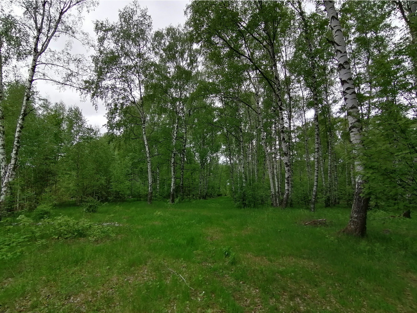 IMG 20200523 135230.jpg