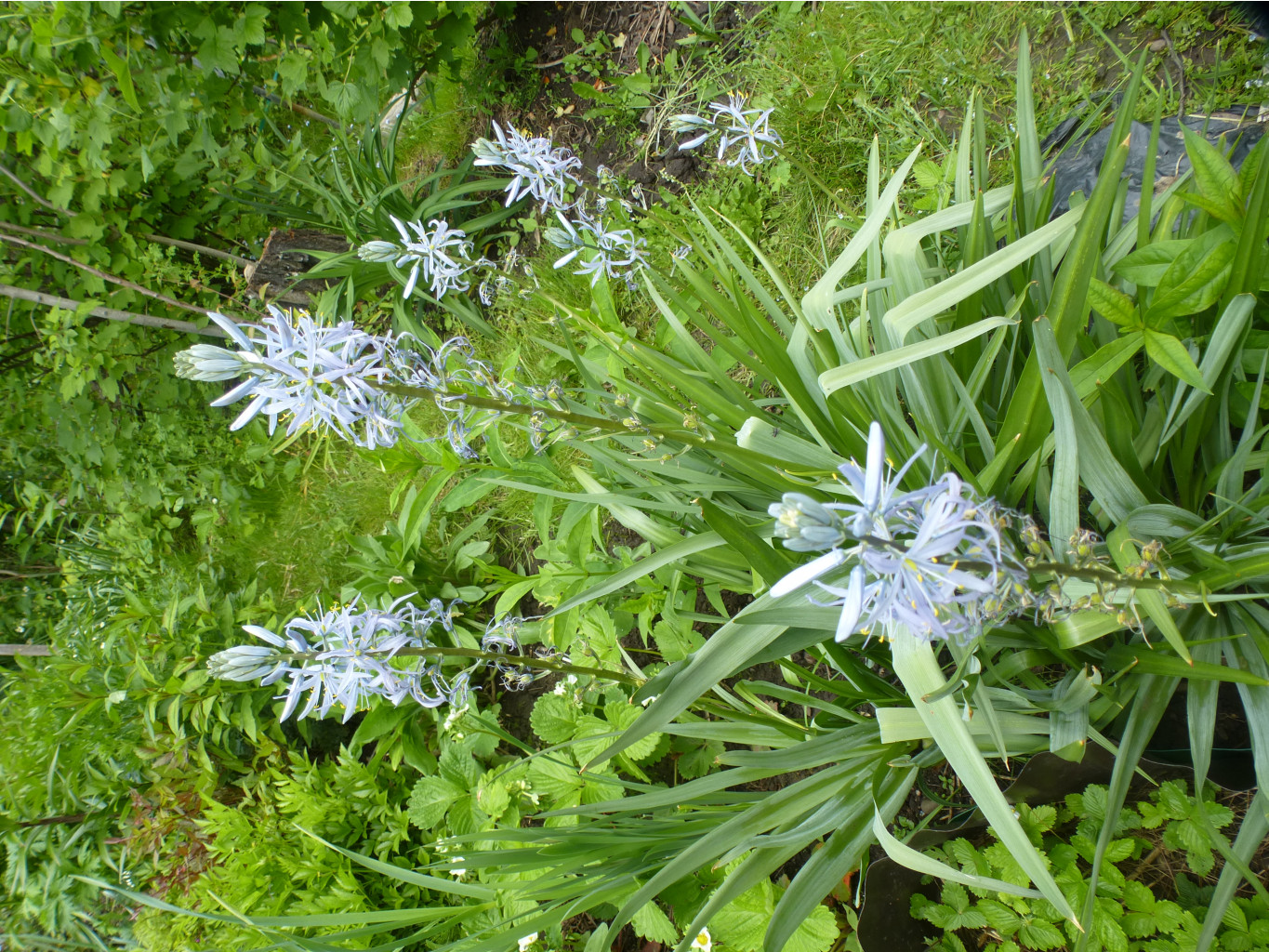 P1090137.JPG Камассия