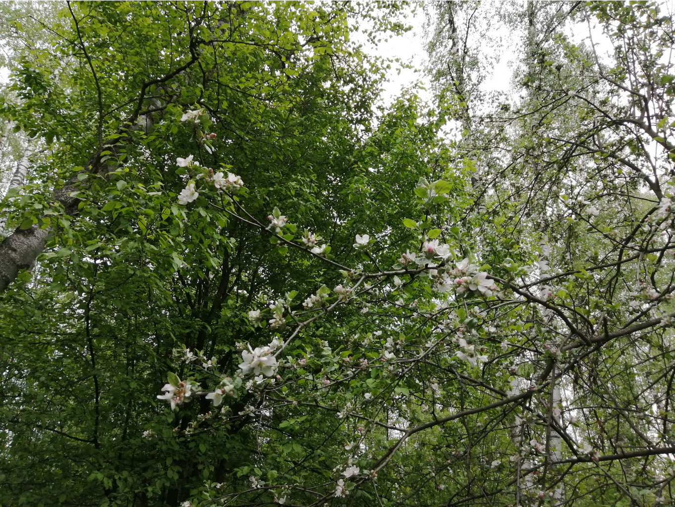 IMG 20200523 134437.jpg