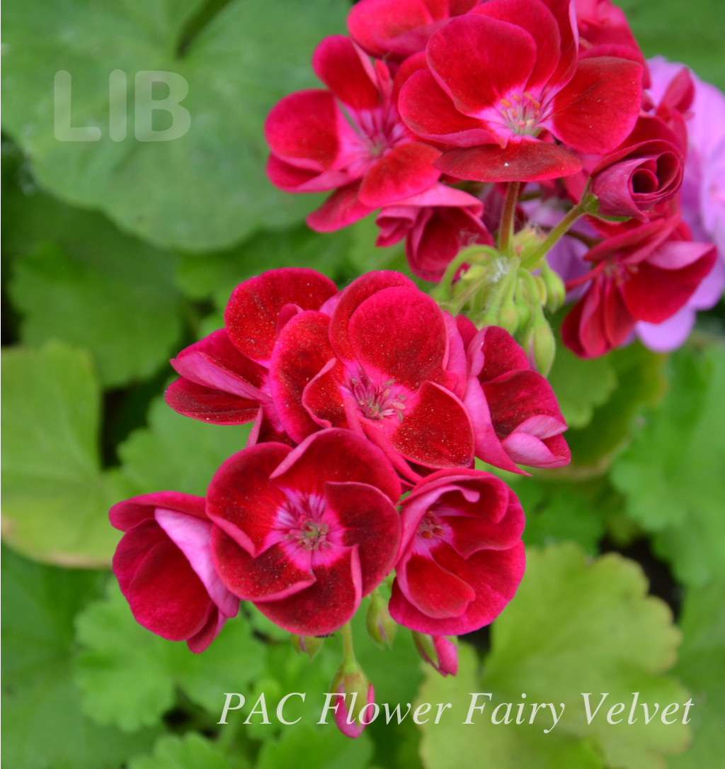 PAC Flower Fairy Velvet