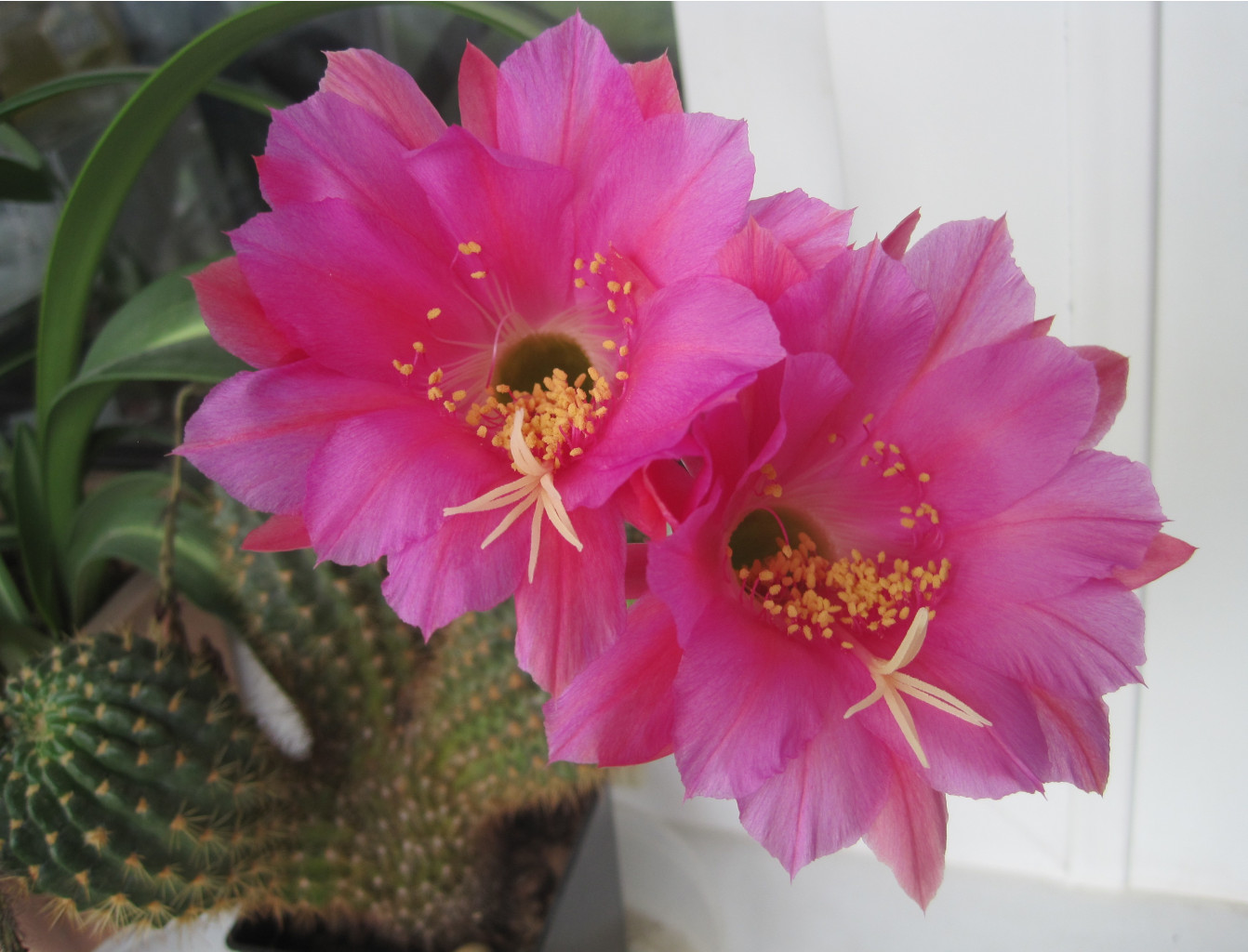 Echinopsis mamillosa kermesina