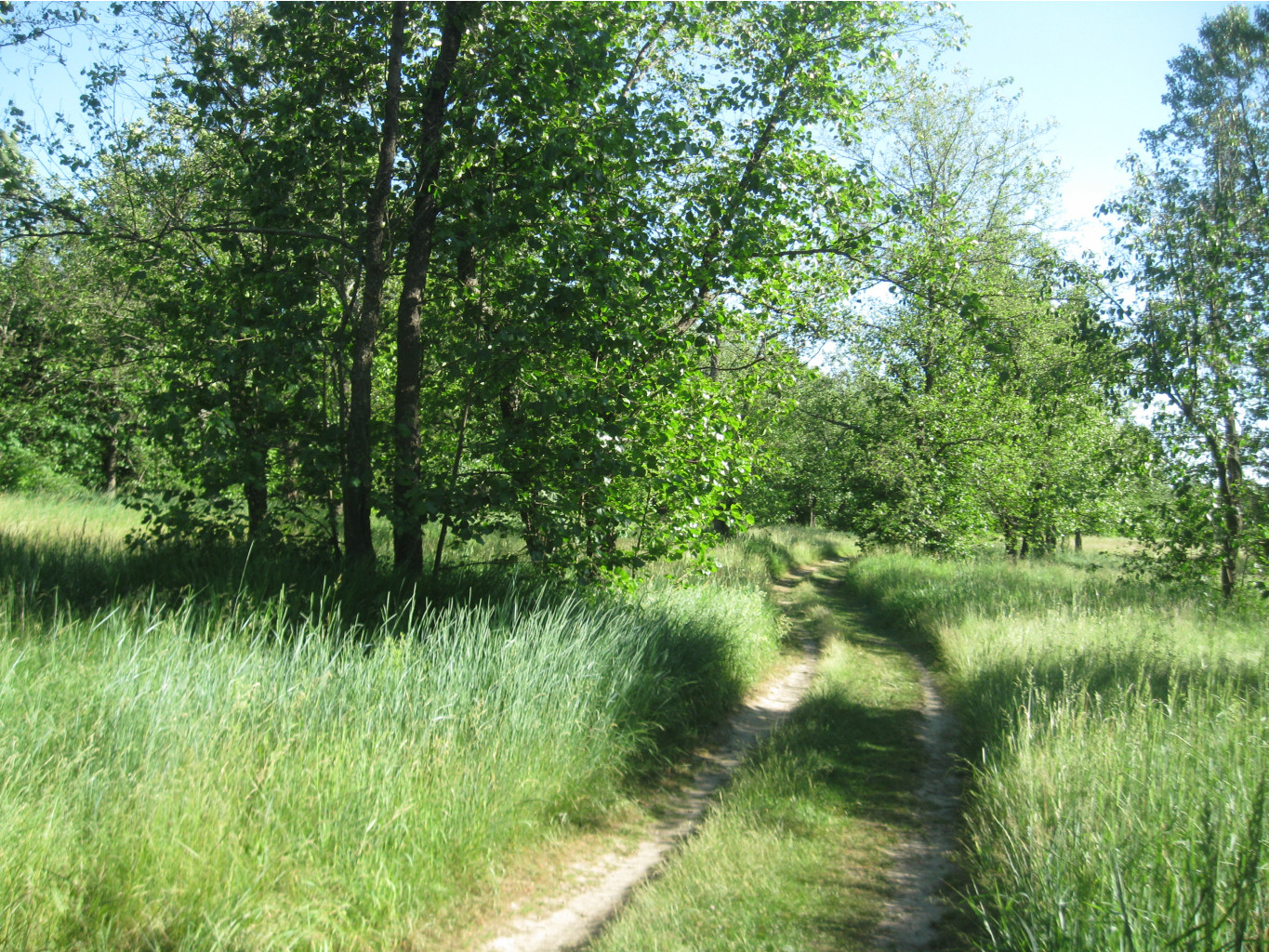 IMG 5447.JPG