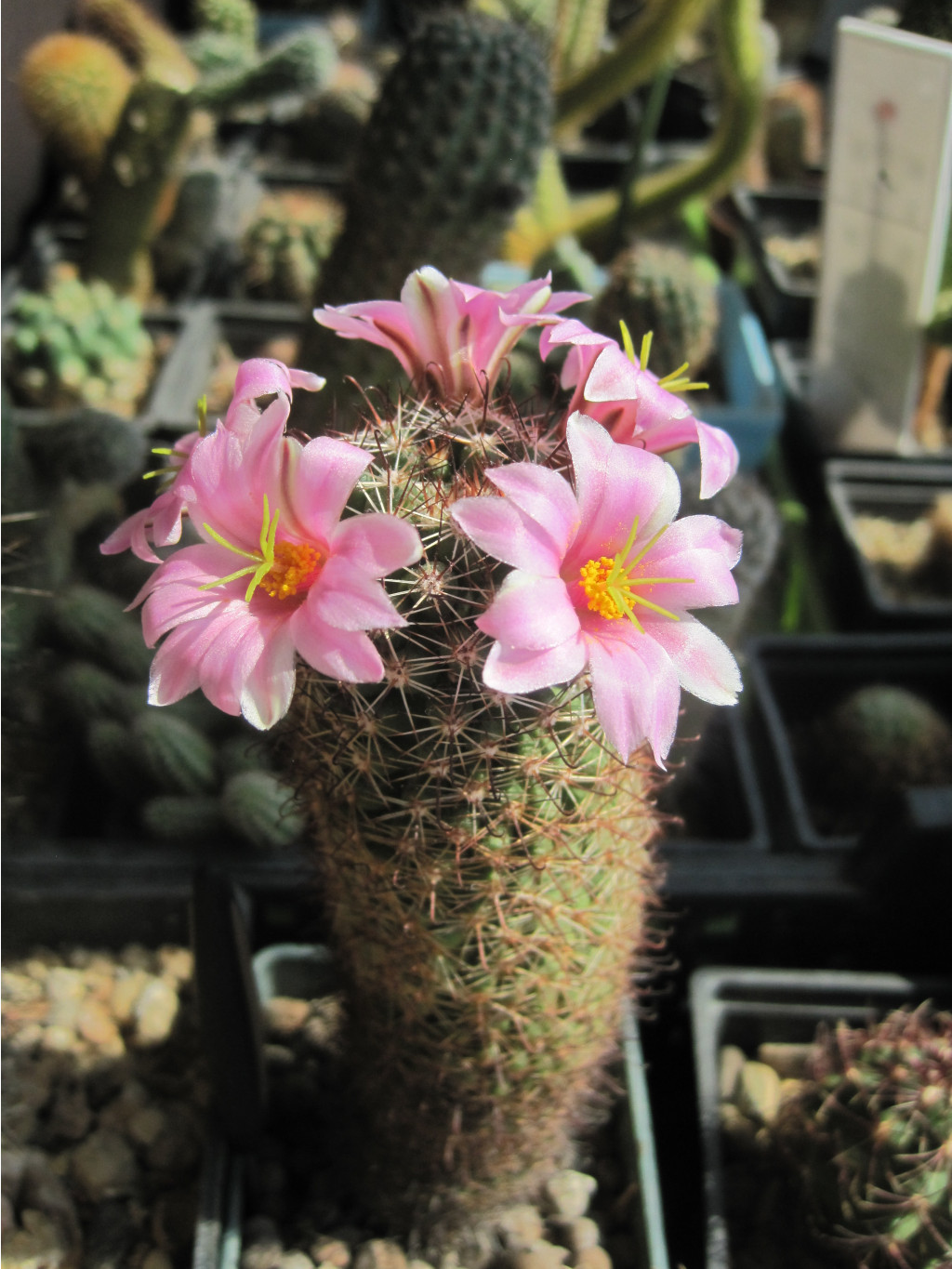 Mammillaria sheldonii