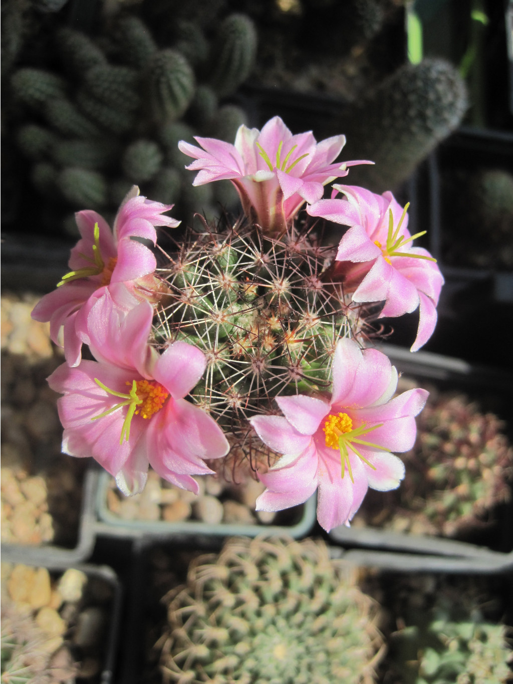 Mammillaria sheldonii