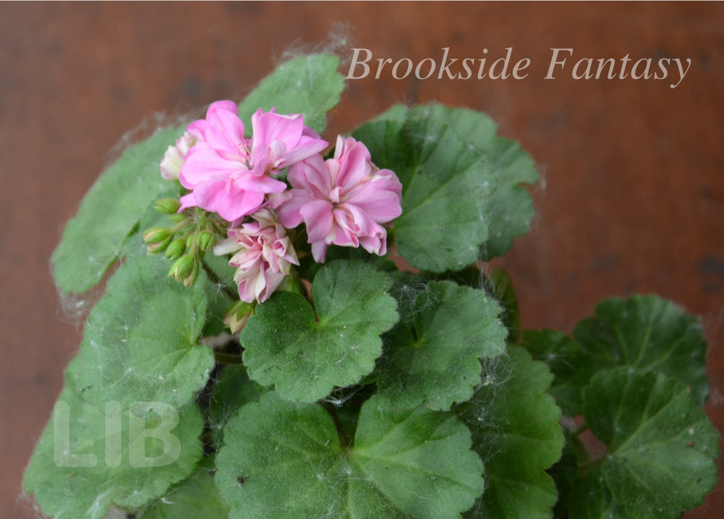 Brookside Fantasy