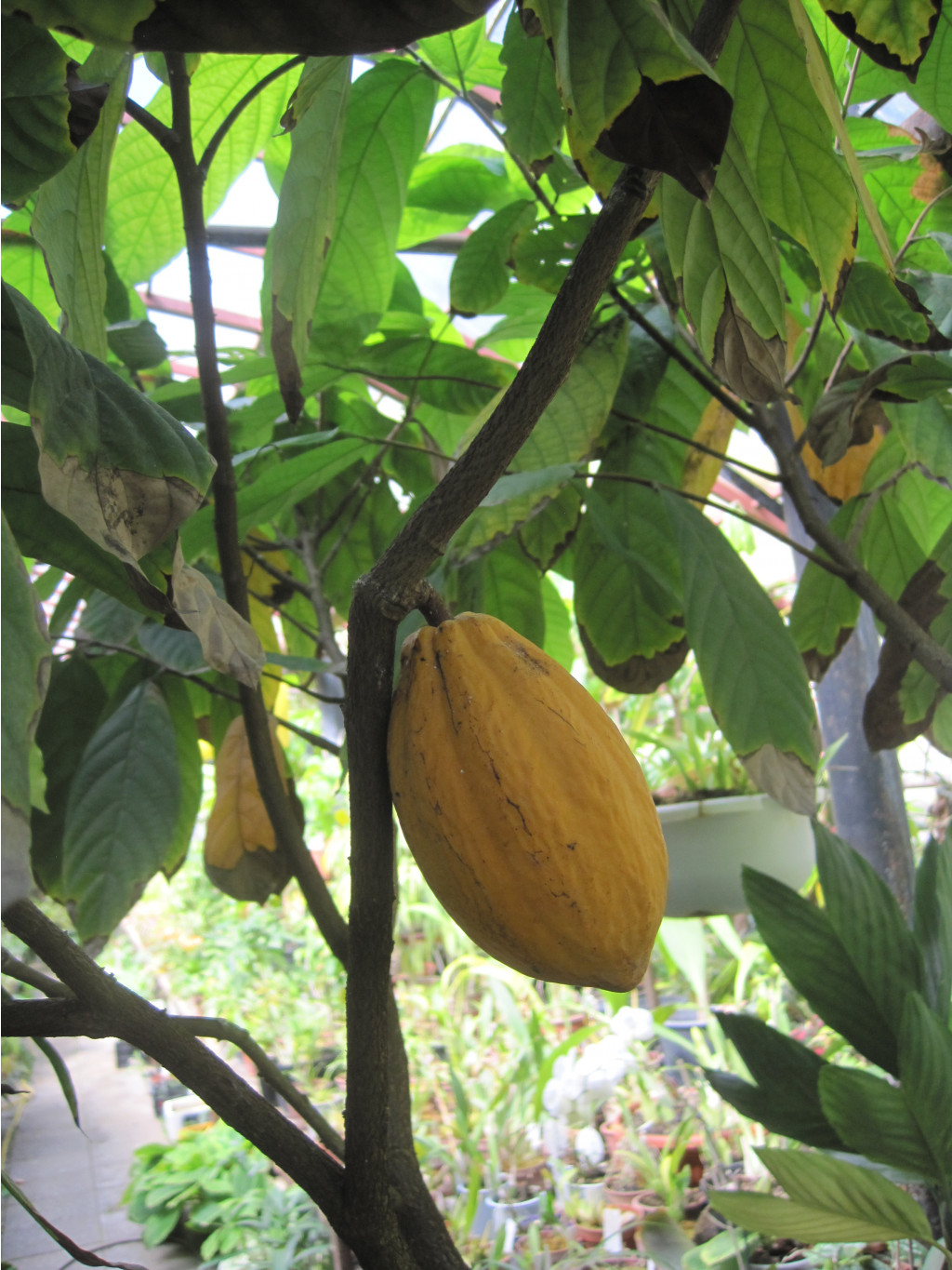 Theobroma cacao