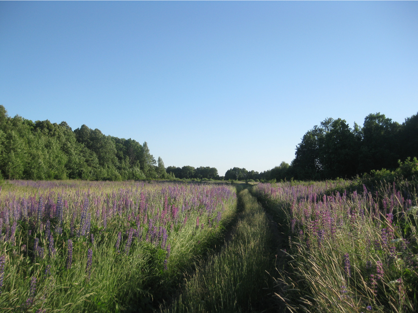 IMG 5490.JPG