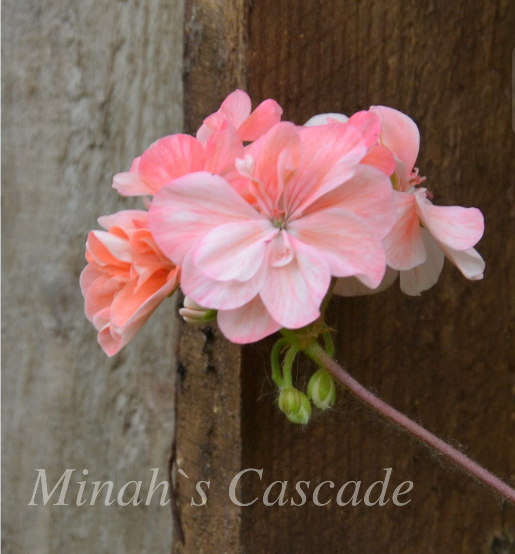 Minah`s Cascade