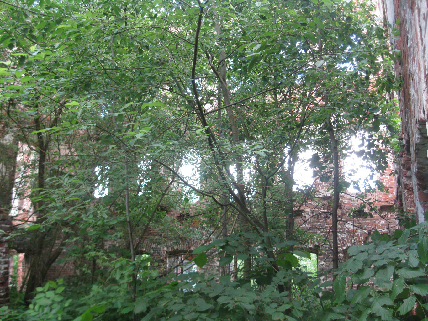 IMG 5342.JPG