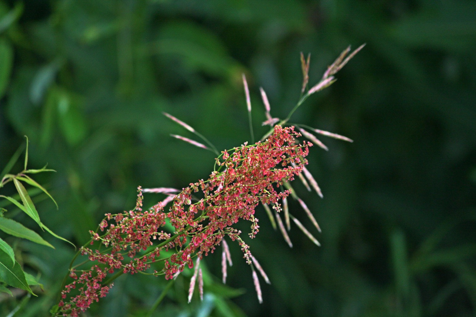 IMG 0238.jpg