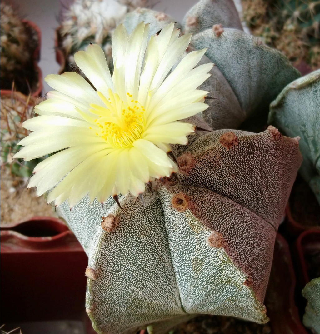 Astrophytum myriostigma