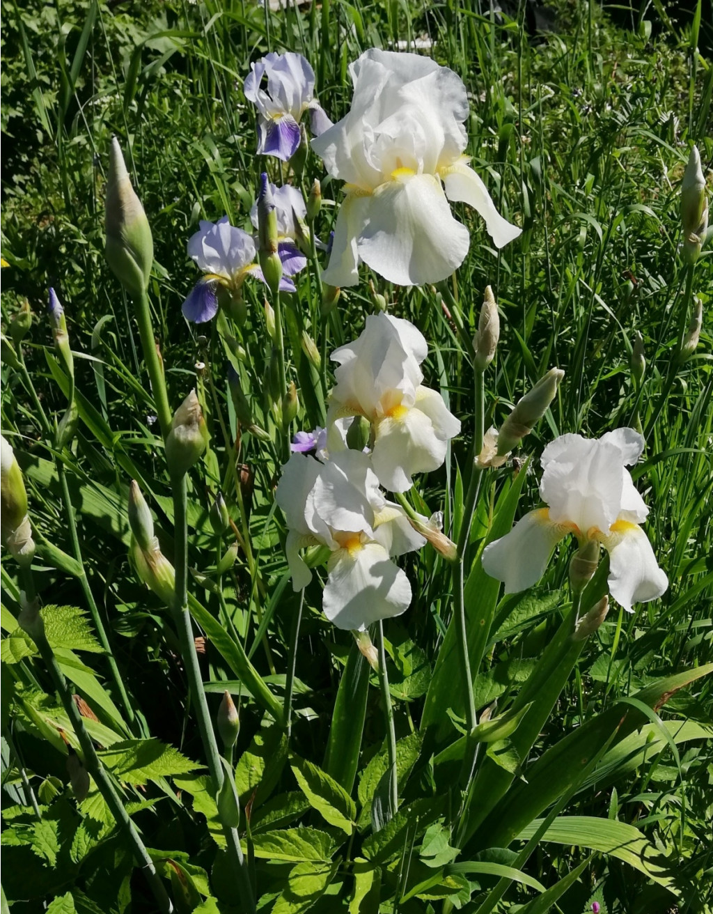 IMG 20200615 091752.jpg