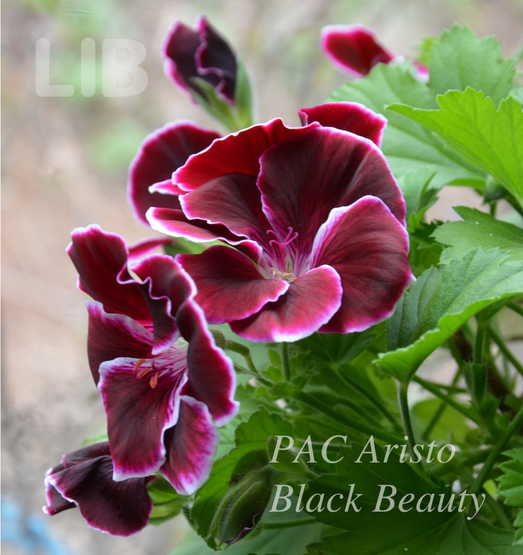 PAC Aristo Black Beauty