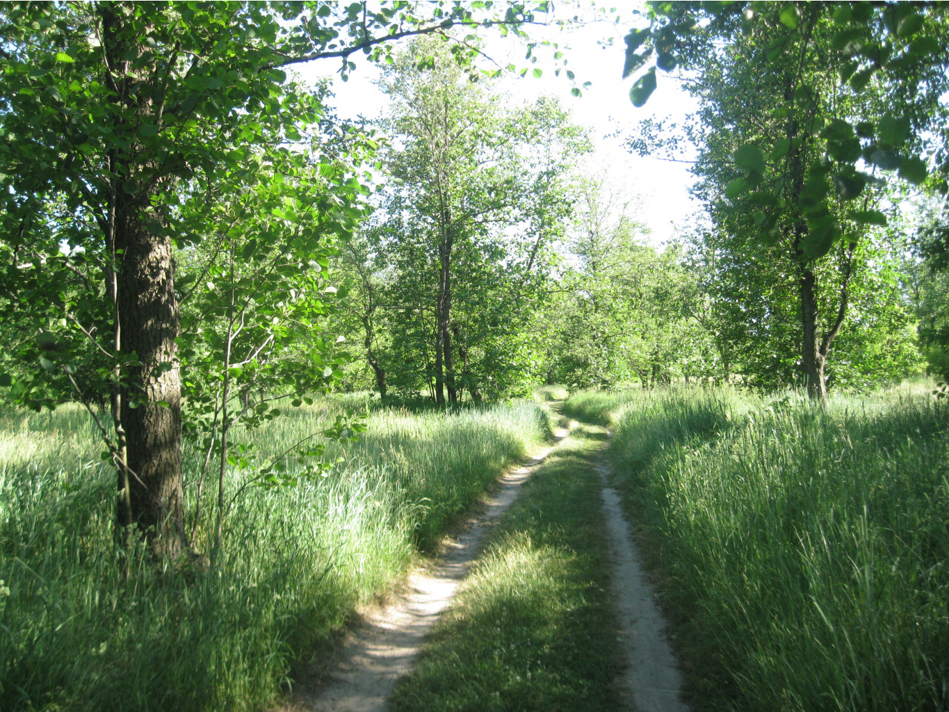 IMG 5446.JPG