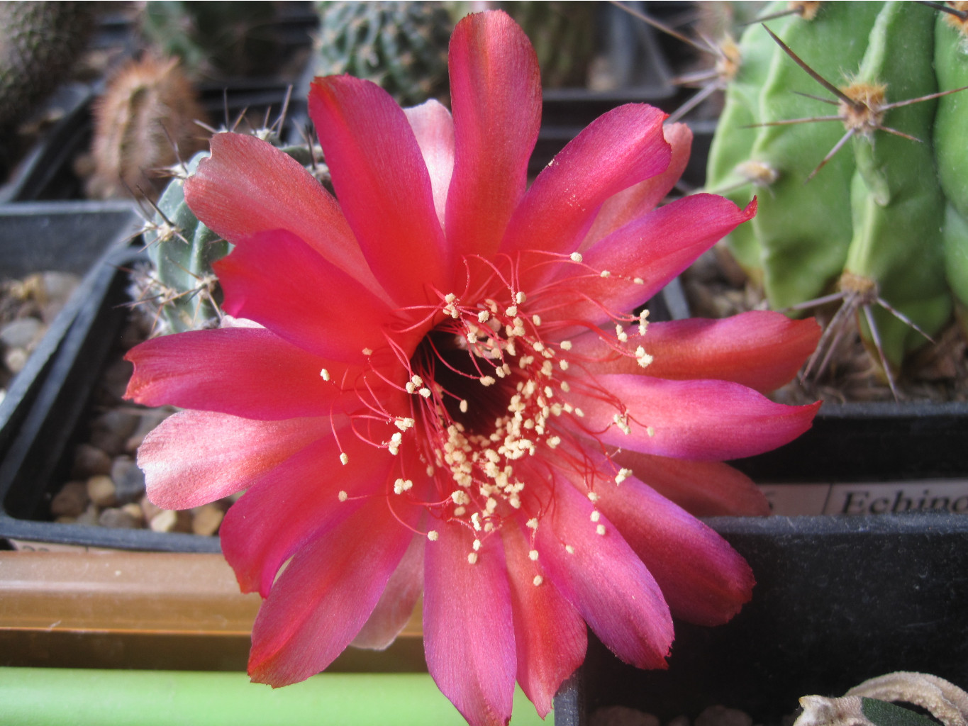 Lobivia pugionacantha v. salitrensis