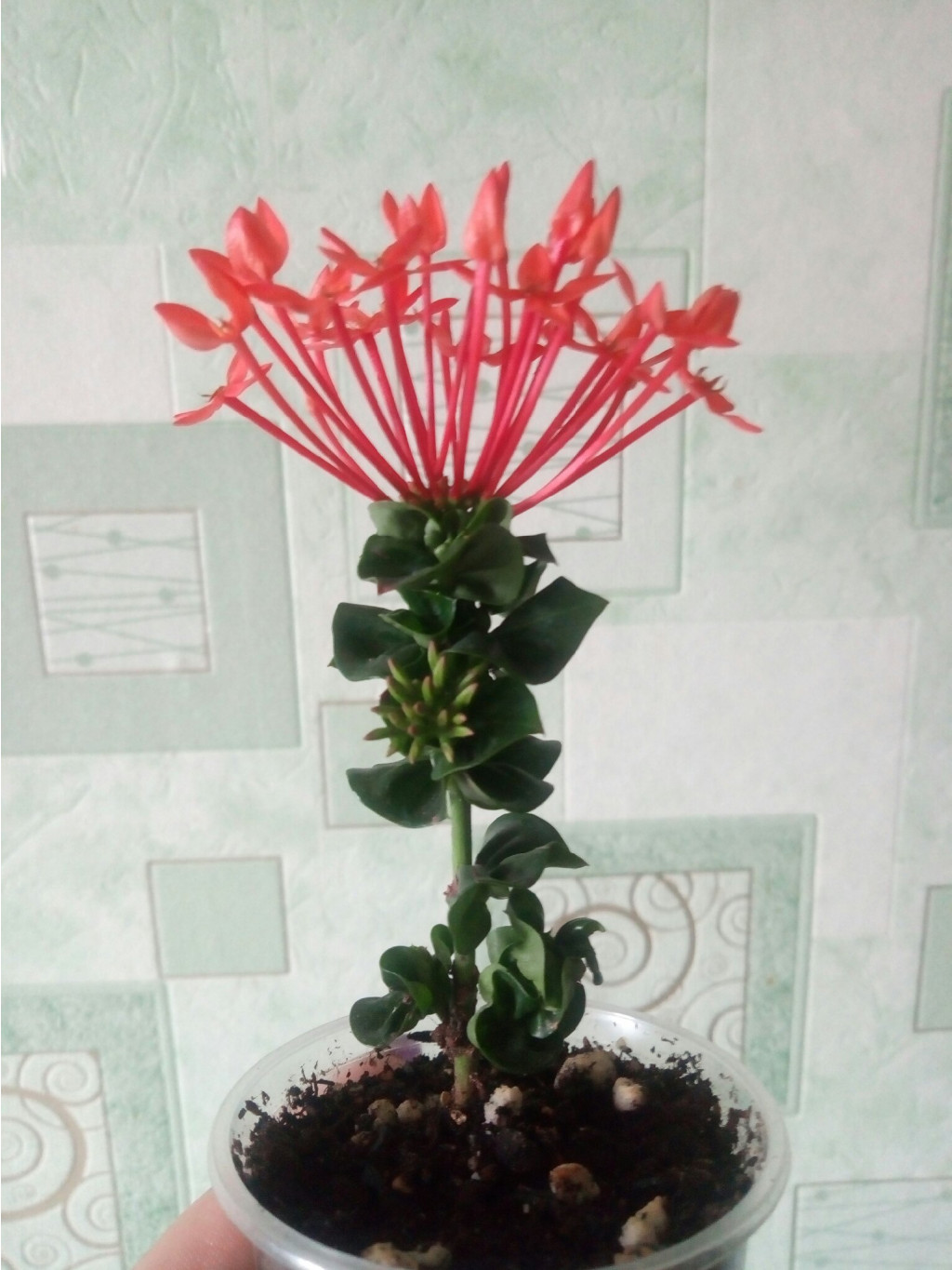 Ixora Hindu Rope (orange flower)