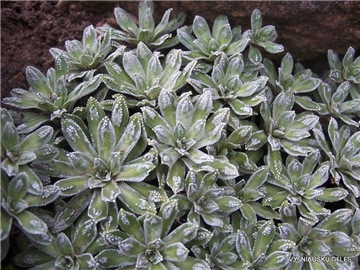 Saxifraga paniculata Cockscomb.jpg