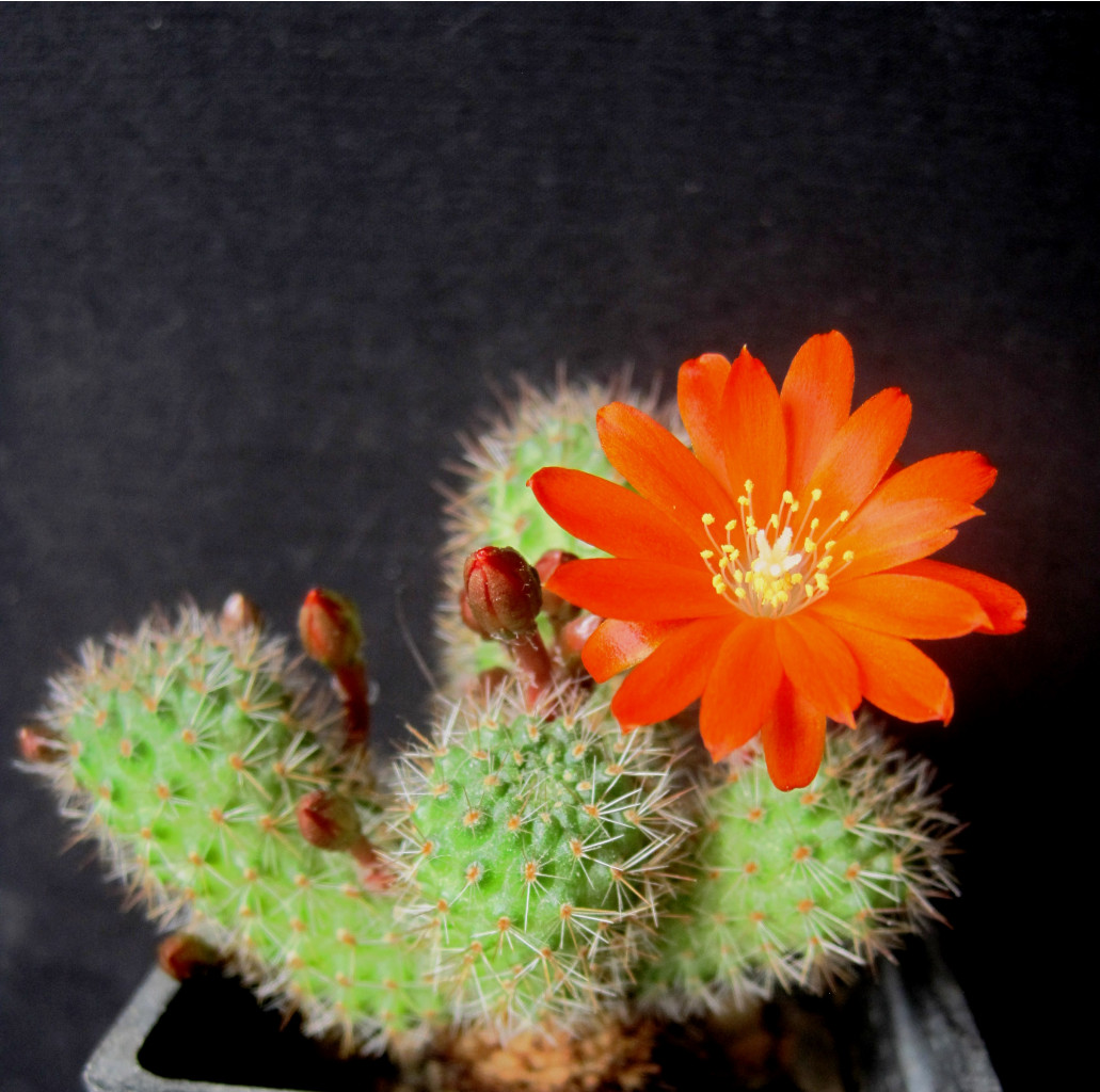 Rebutia donaldiana