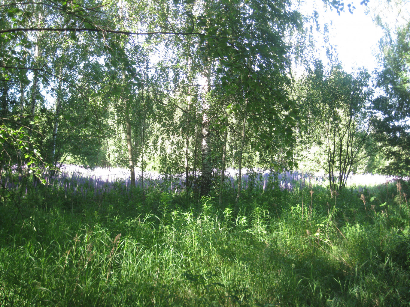IMG 5442.JPG