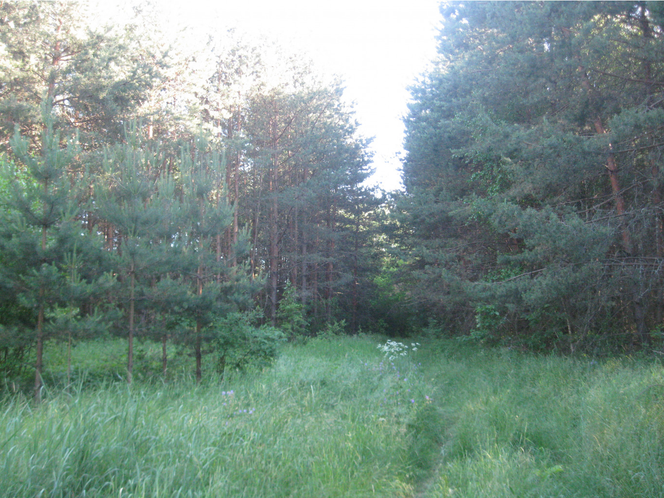 IMG 5470.JPG