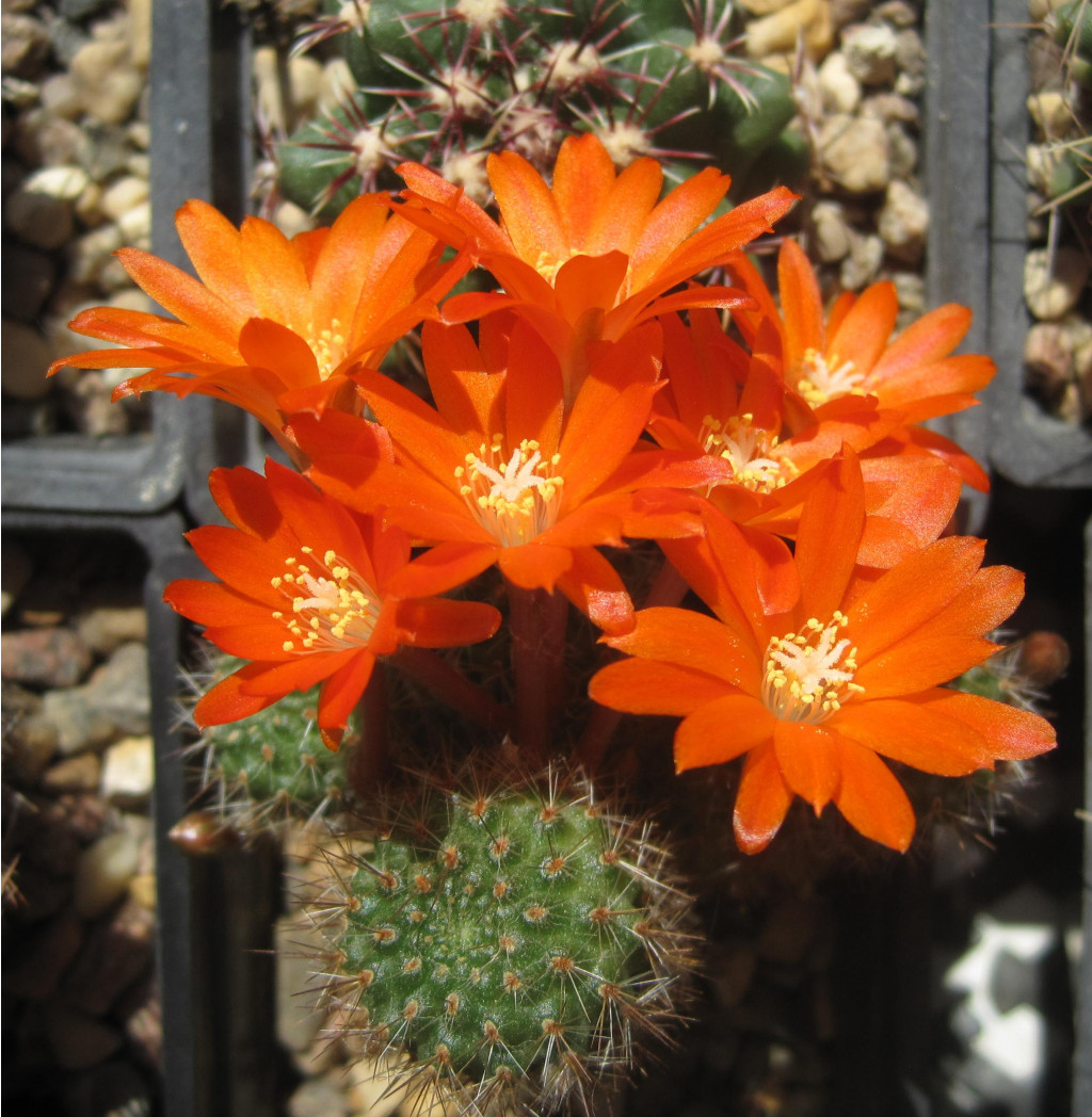 Rebutia donaldiana