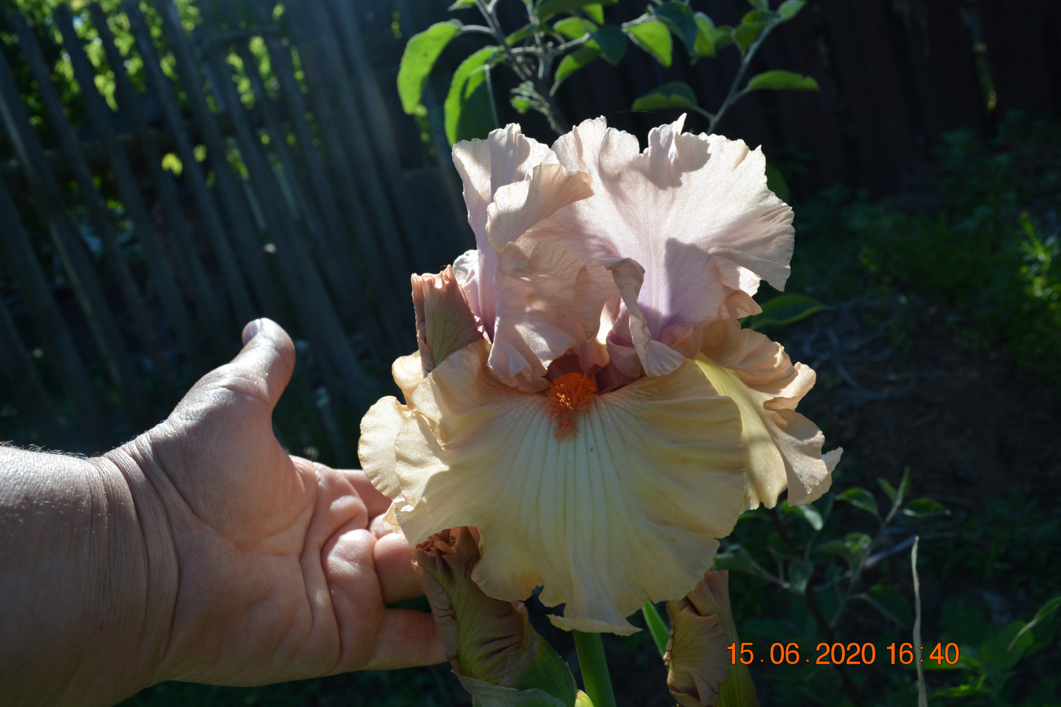 DSC 8873.JPG