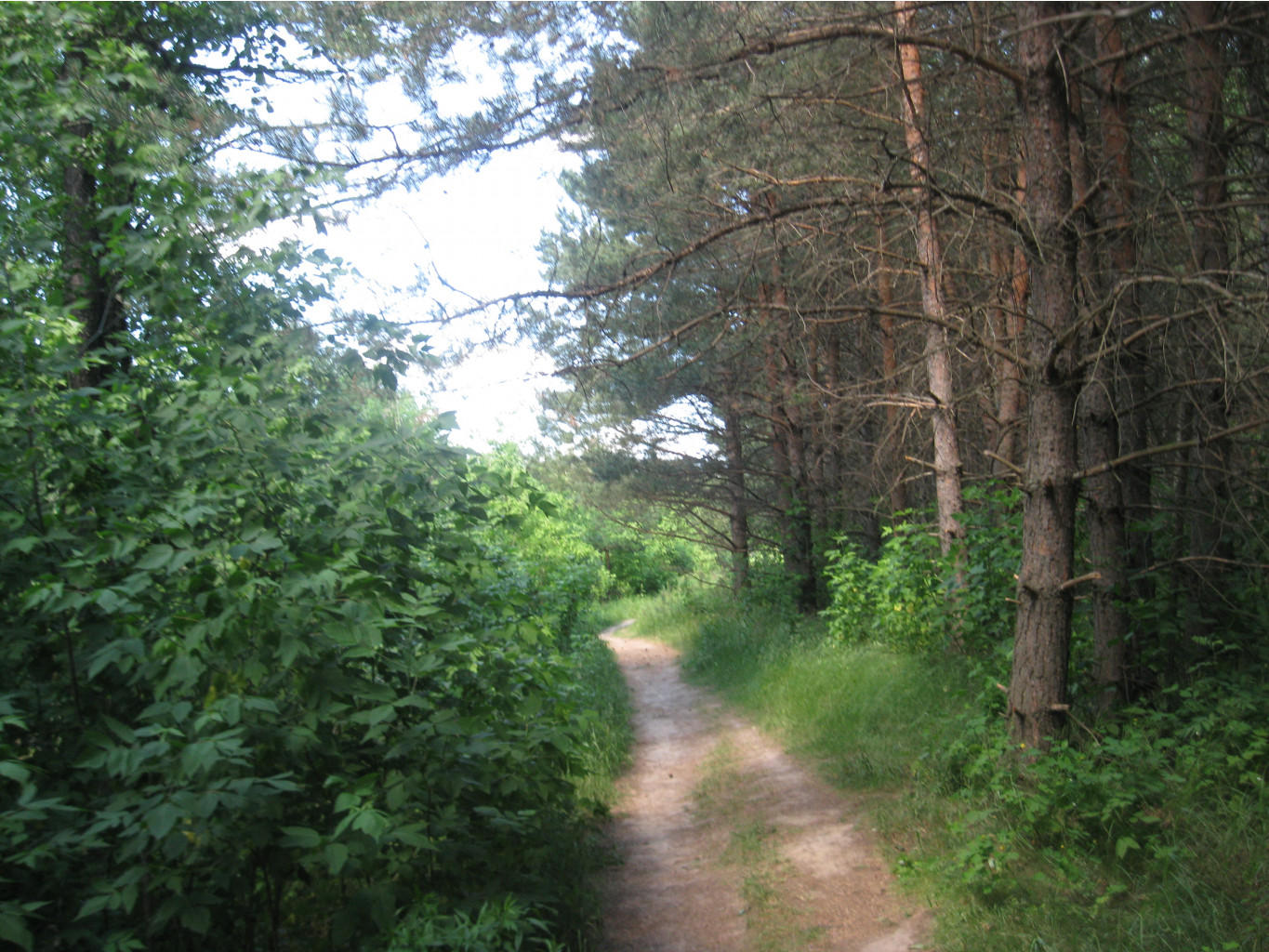 IMG 5397.JPG