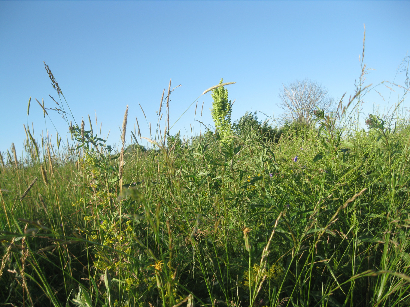 IMG 5494.JPG