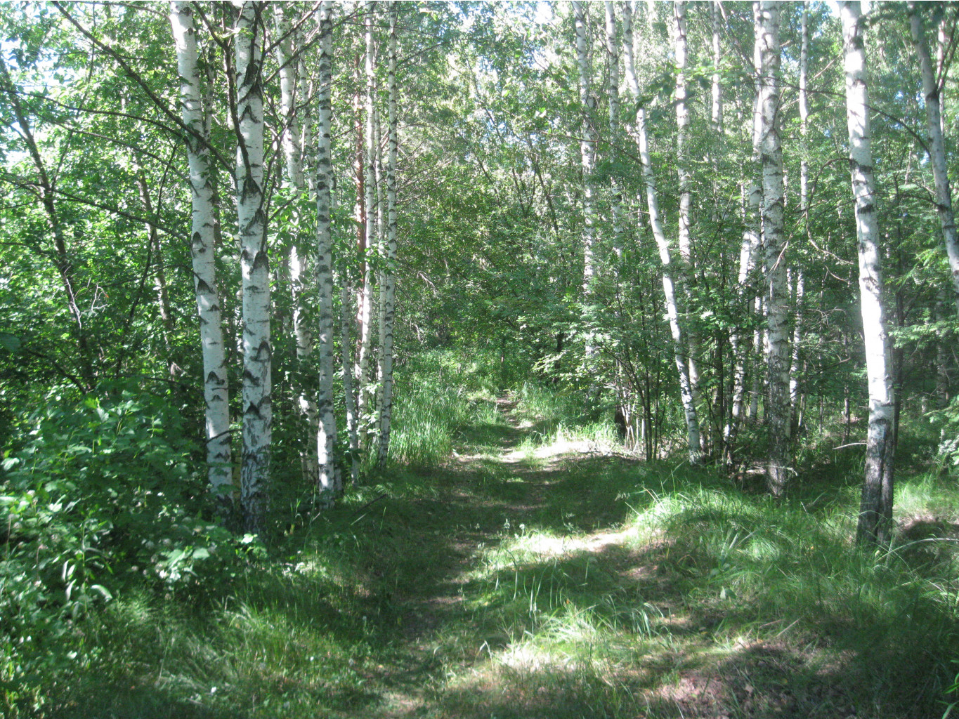 IMG 5438.JPG