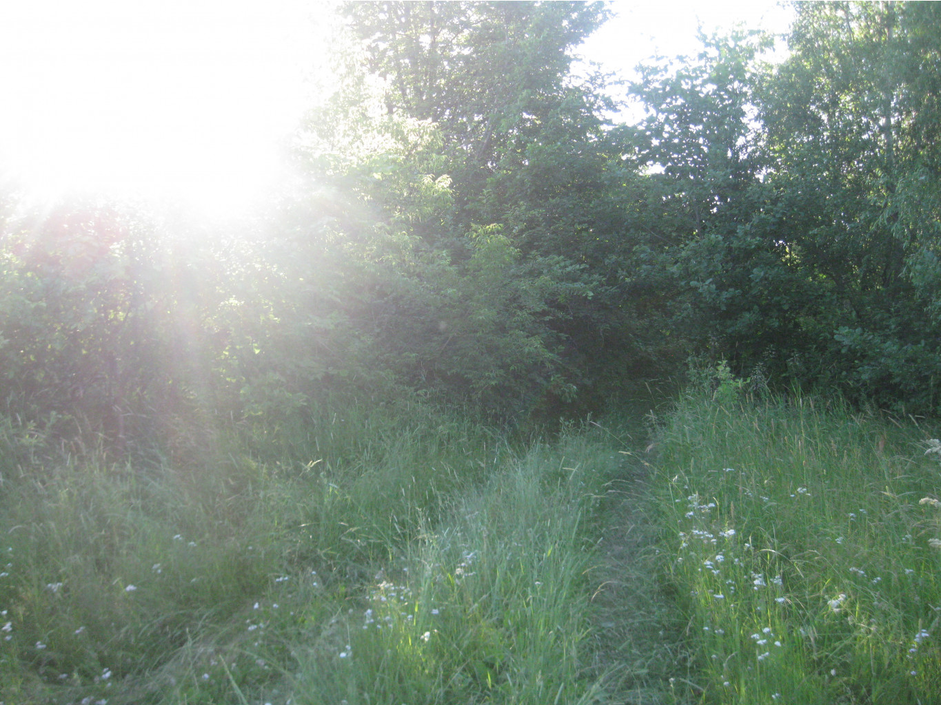 IMG 5487.JPG