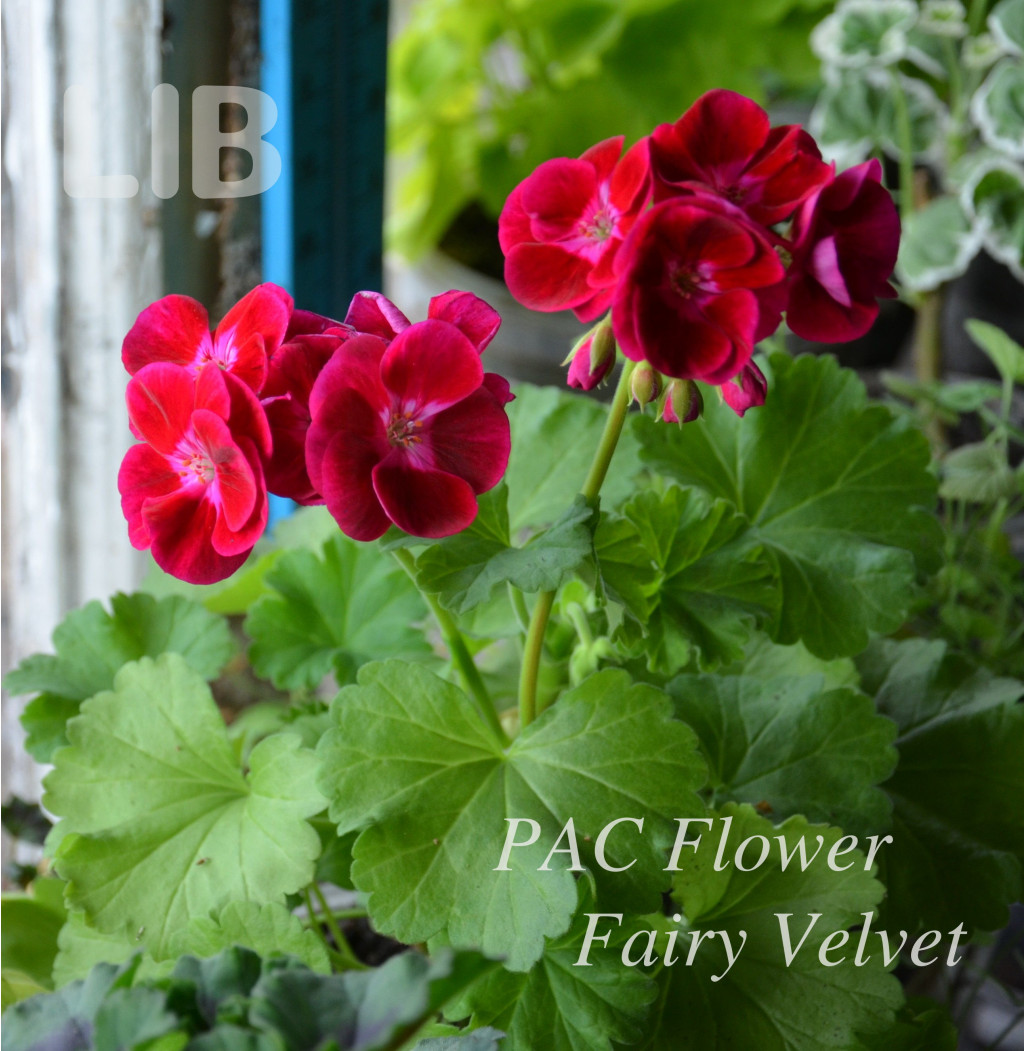 PAC Flower Fairy Velvet