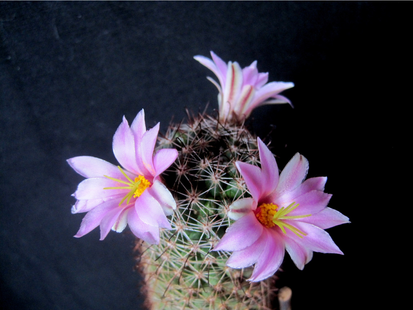 Mammillaria sheldoni