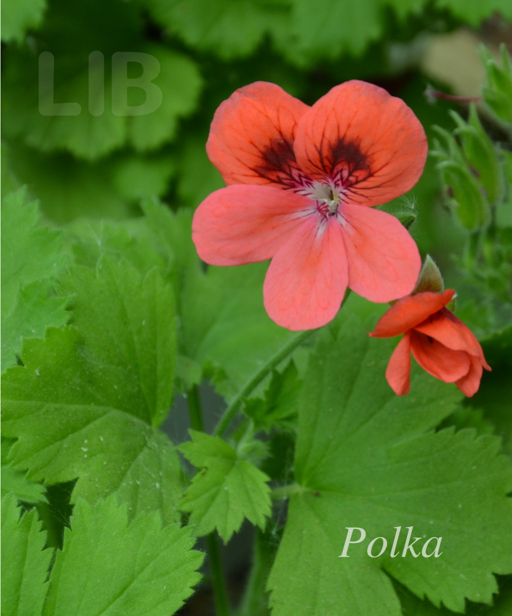 Polka