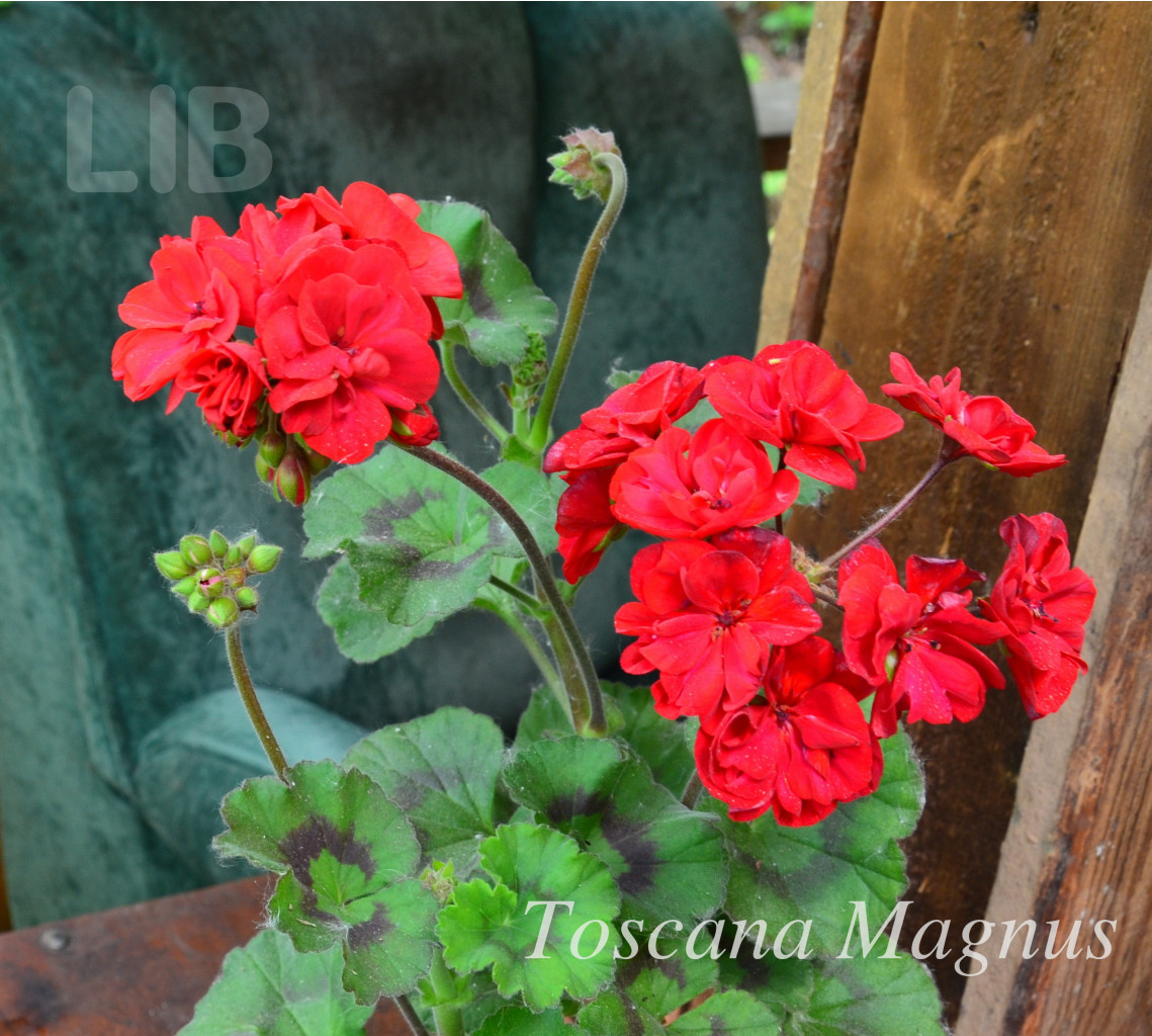 Toscana Magnus