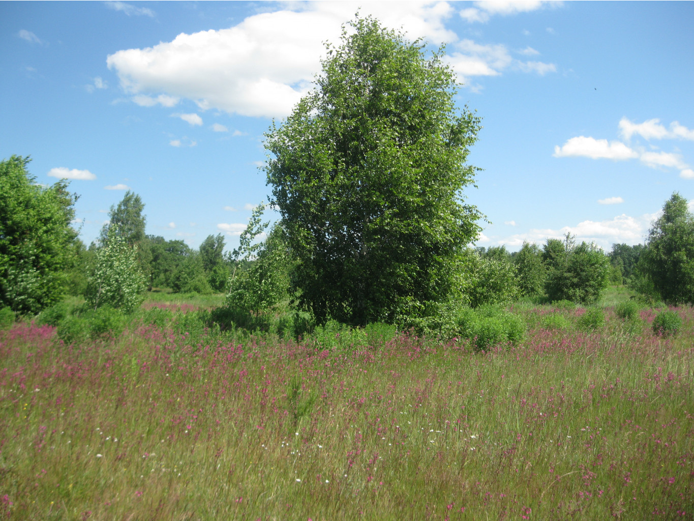 IMG 5379.JPG