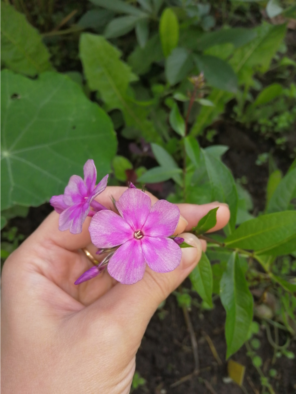 IMG 20190715 085757.jpg