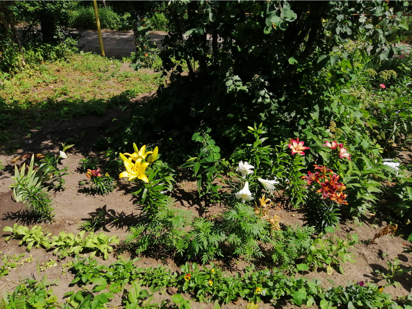 IMG 20190624 125937.jpg