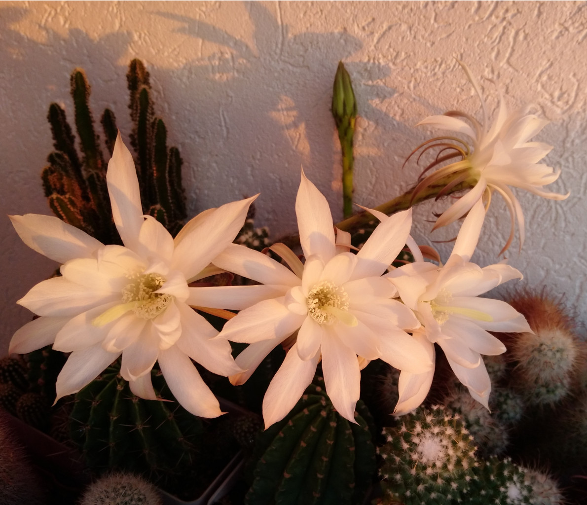 Echinopsis subdenudata