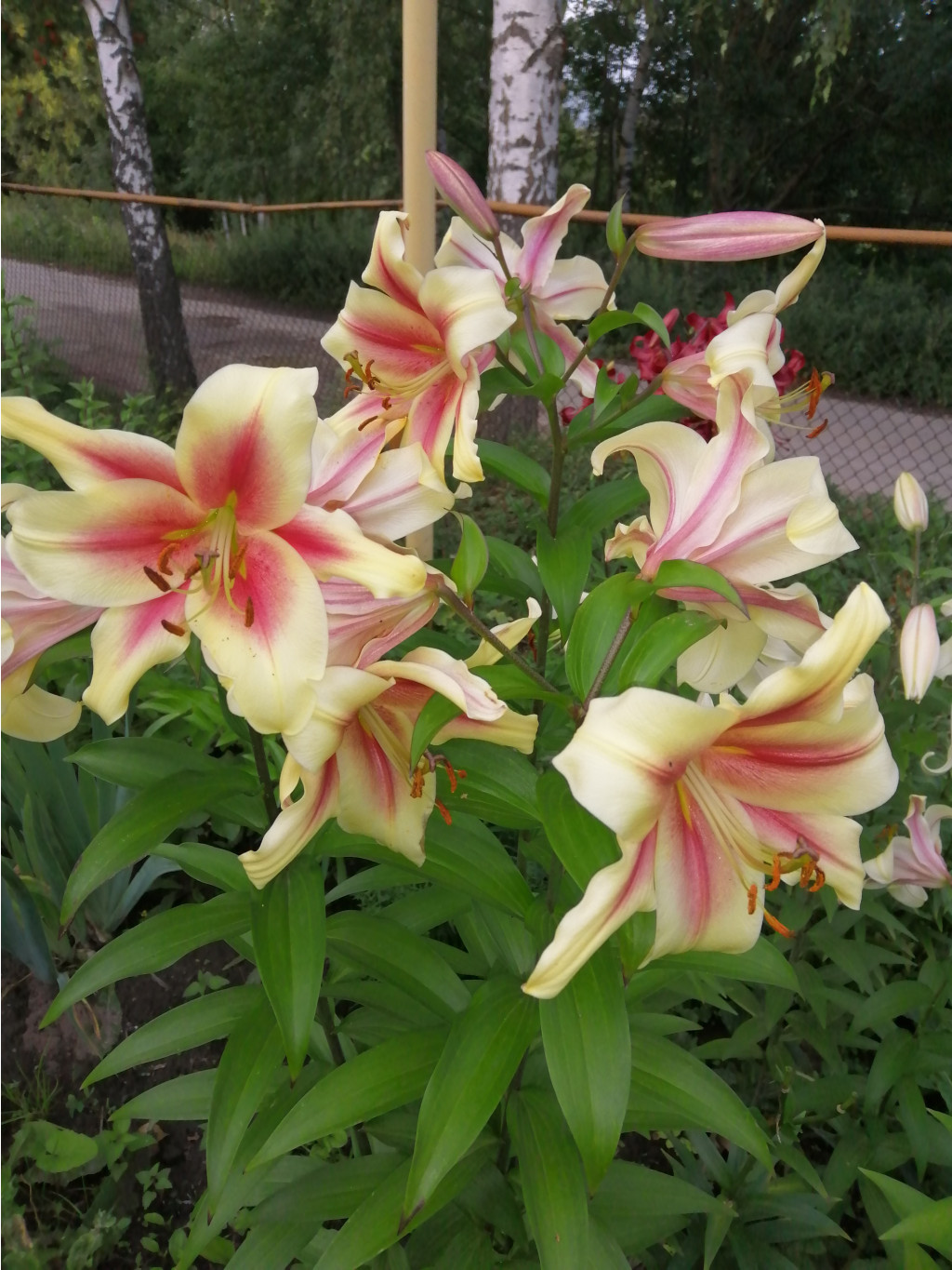 IMG 20190724 193607.jpg