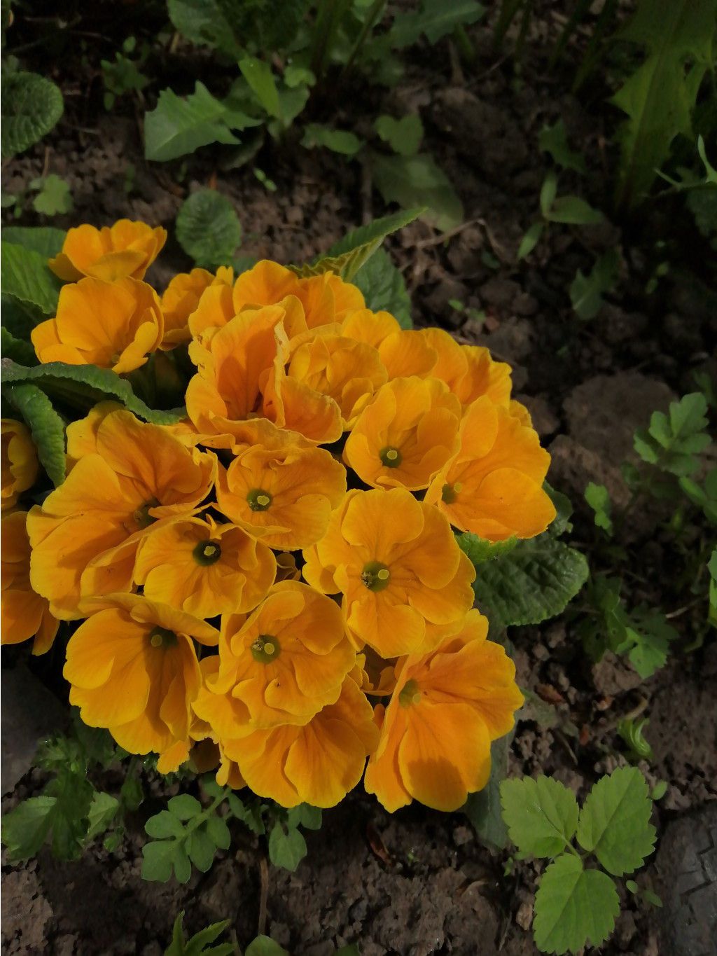 IMG 20190509 091523.jpg