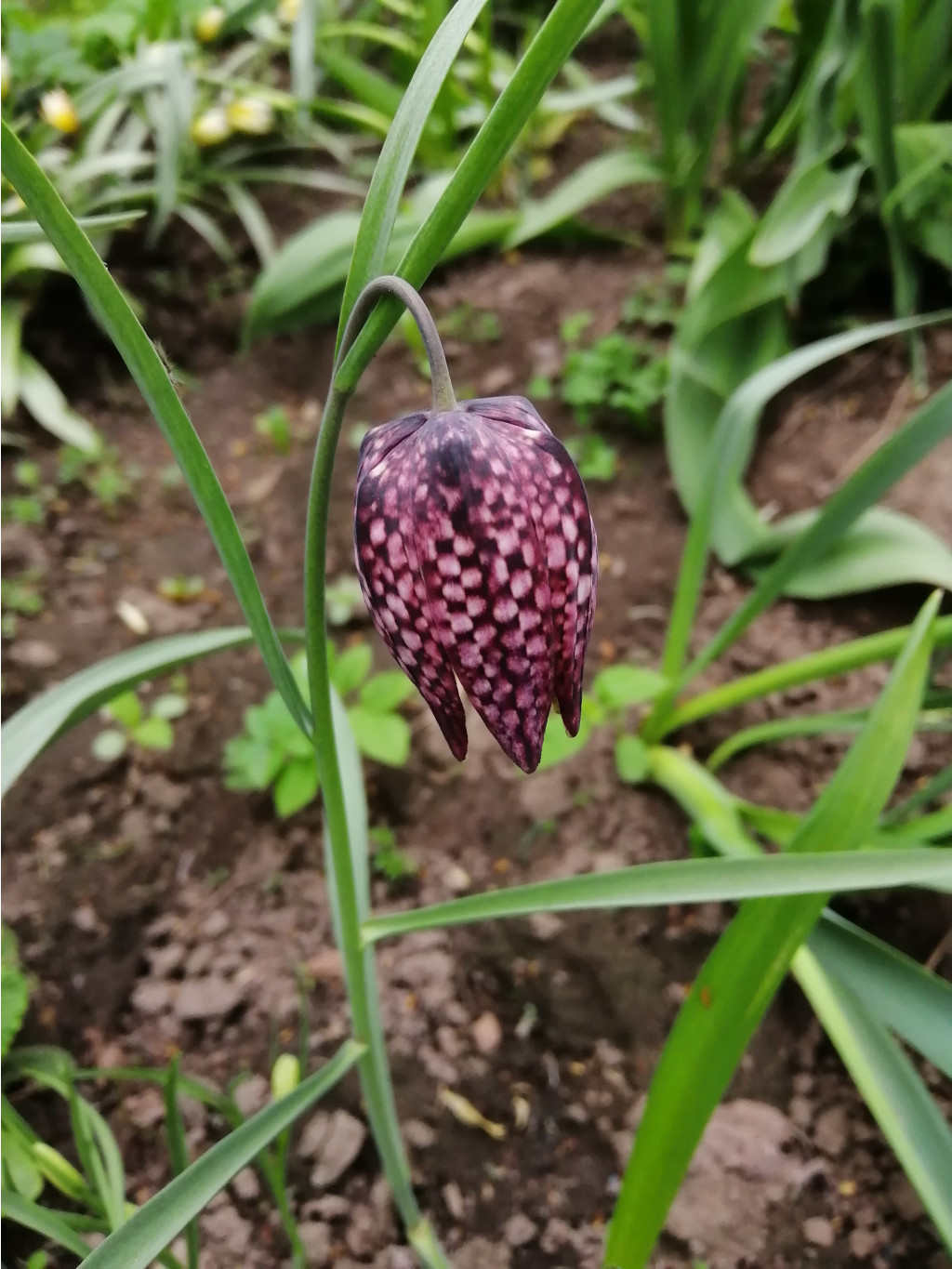 IMG 20190506 164558.jpg