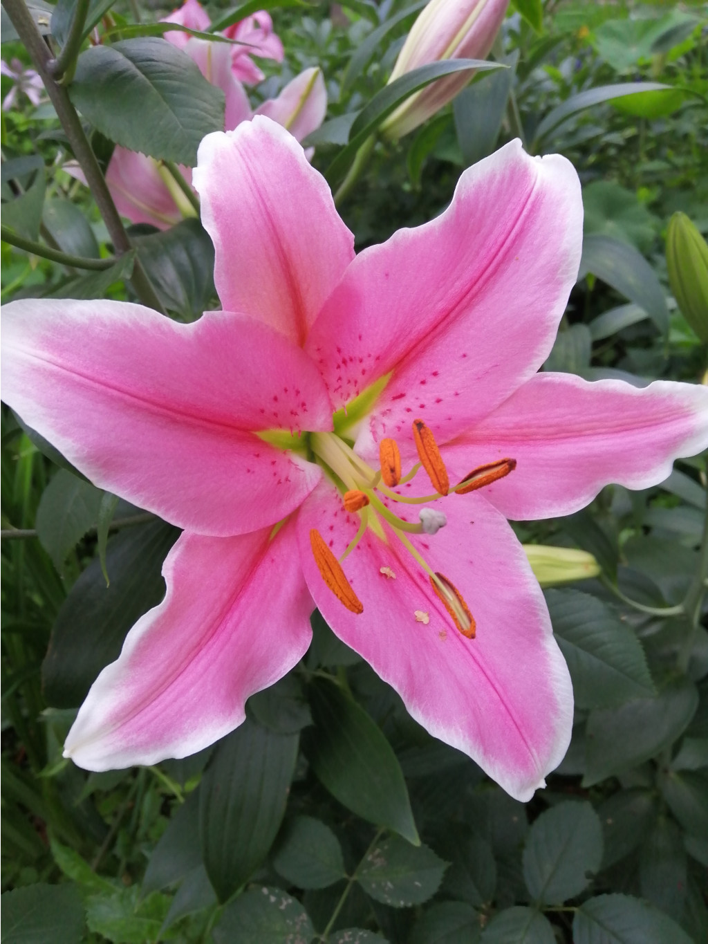 IMG 20190724 193353.jpg